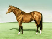 Thoroughbred, Equine Art - Northern Dancer2